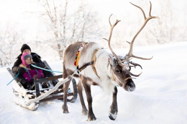Sami Culture and Reindeer Herding