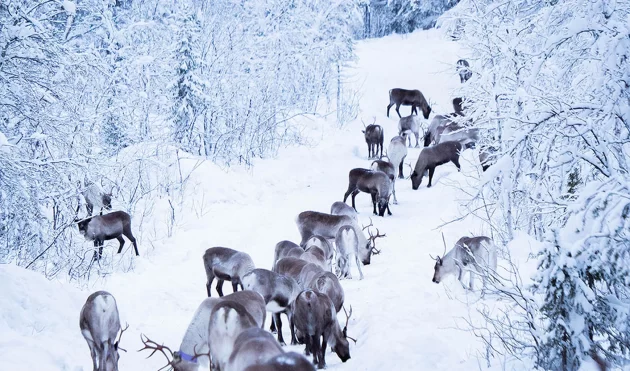 Sami Culture and Reindeer Herding