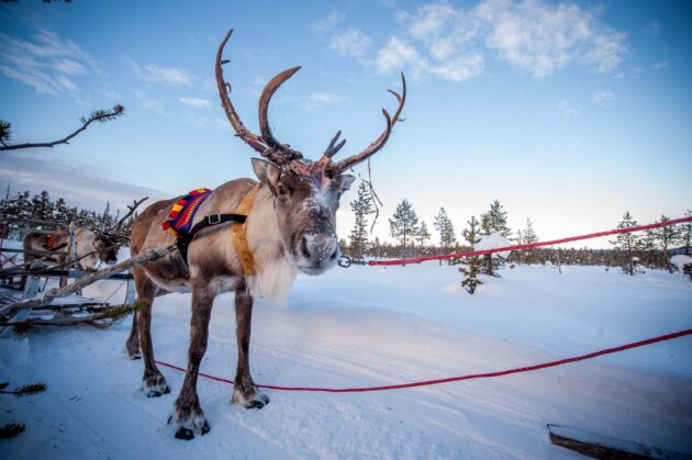Sami Culture and Reindeer Herding