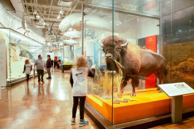 Royal Ontario Museum