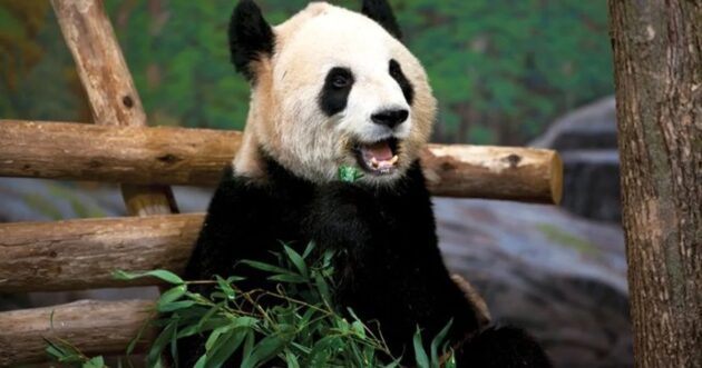 Toronto Zoo