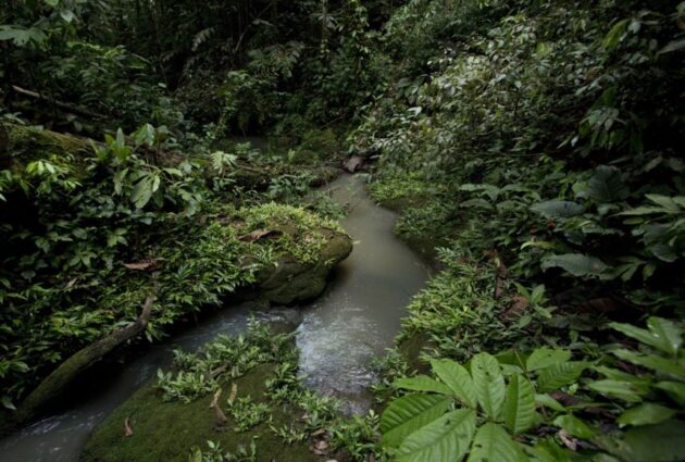 Amazon Rainforest