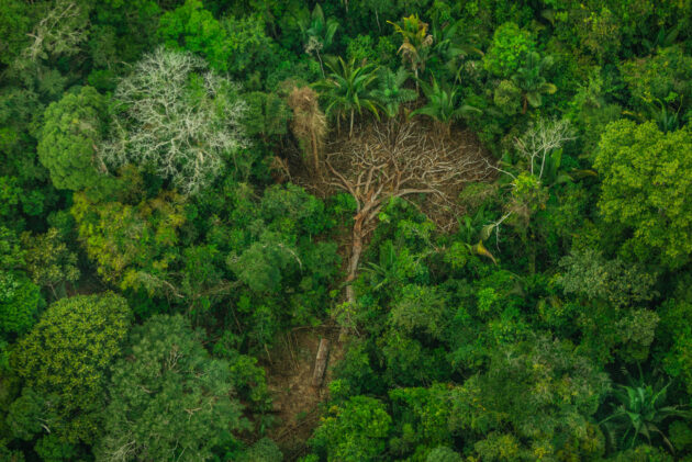 Amazon Rainforest