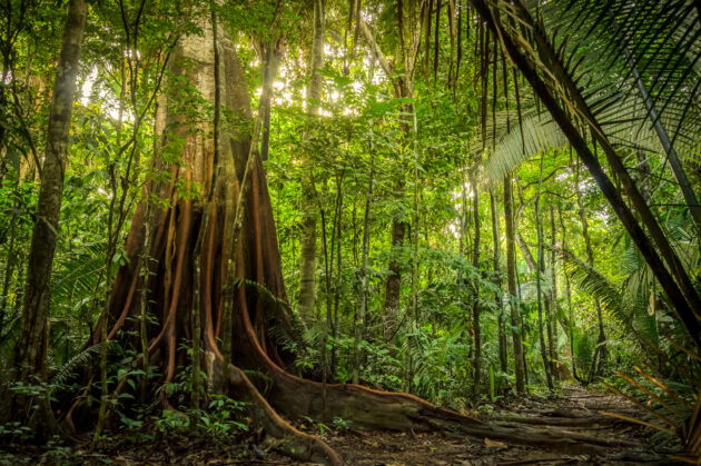 Amazon Rainforest