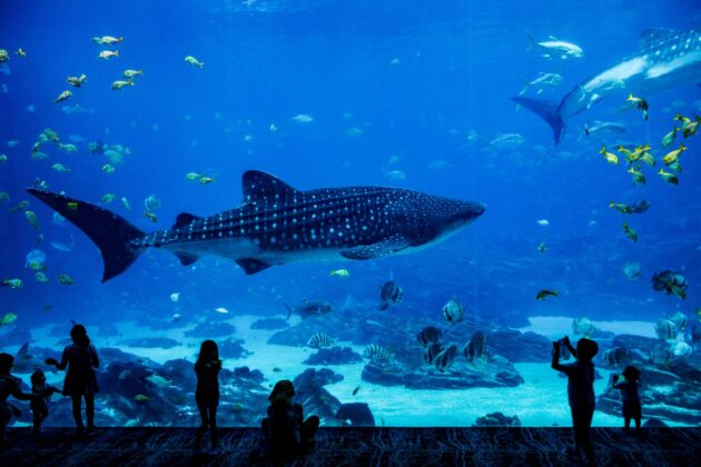 Aquarium Medellin