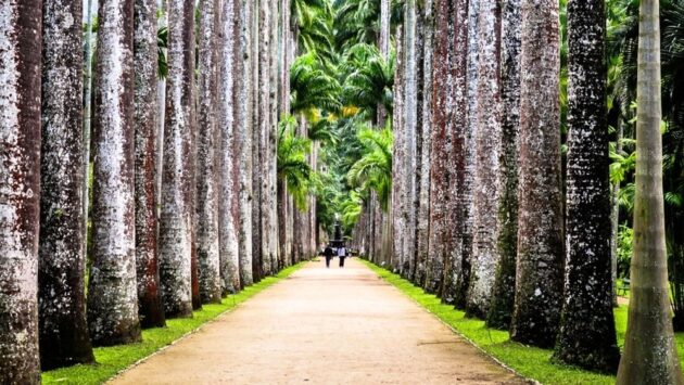 Botanical Garden of Rio de Janeiro