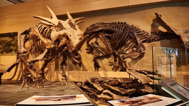 Canadian Museum of Nature