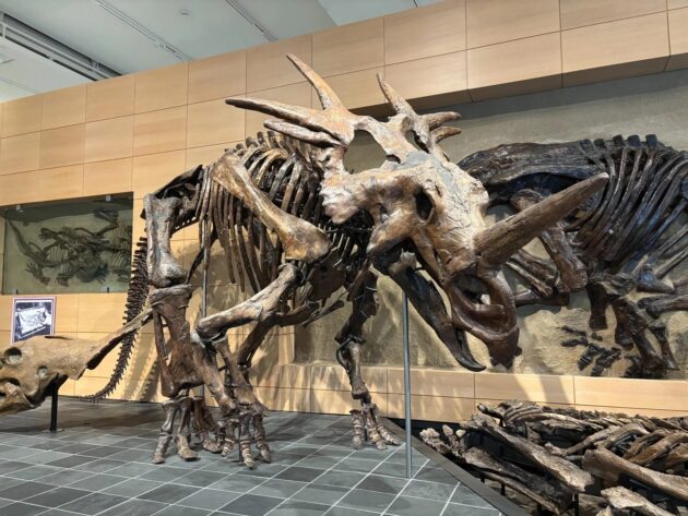 Canadian Museum of Nature