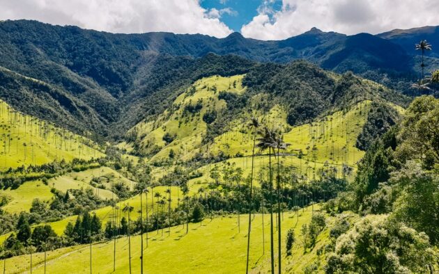 Cocora Valley
