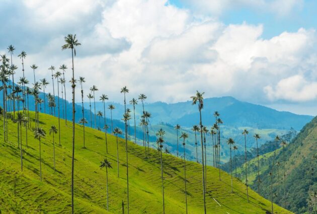 Cocora Valley