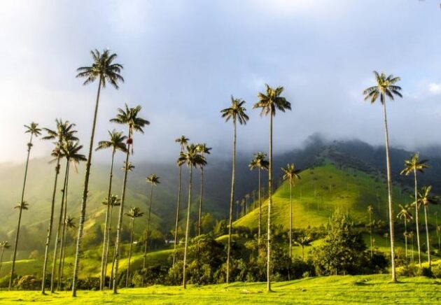 Cocora Valley