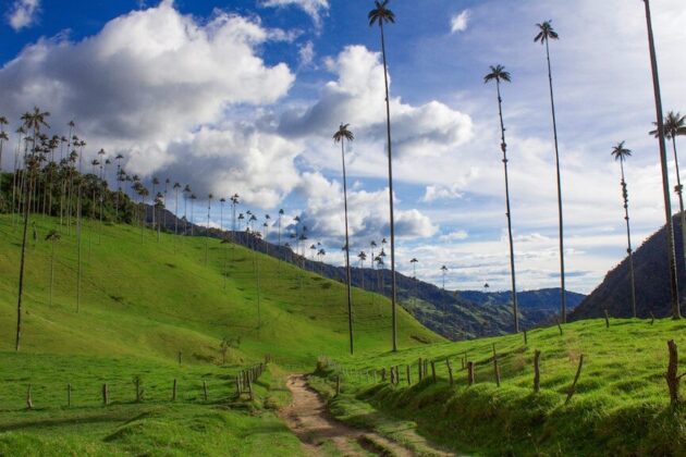 Cocora Valley
