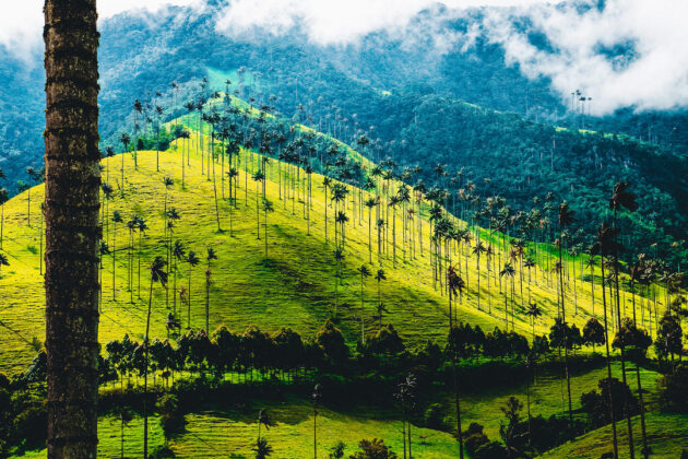 Cocora Valley