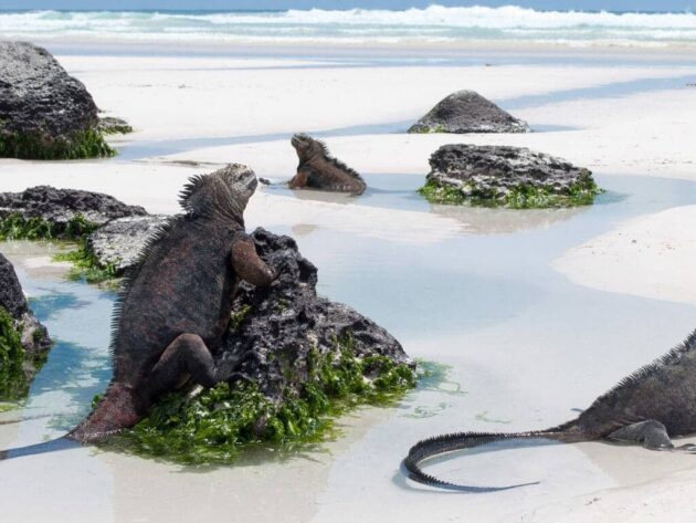 Galápagos Islands