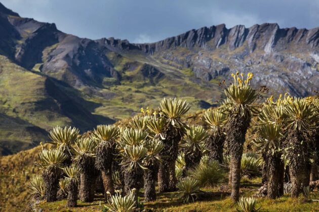 Los Nevados National Park