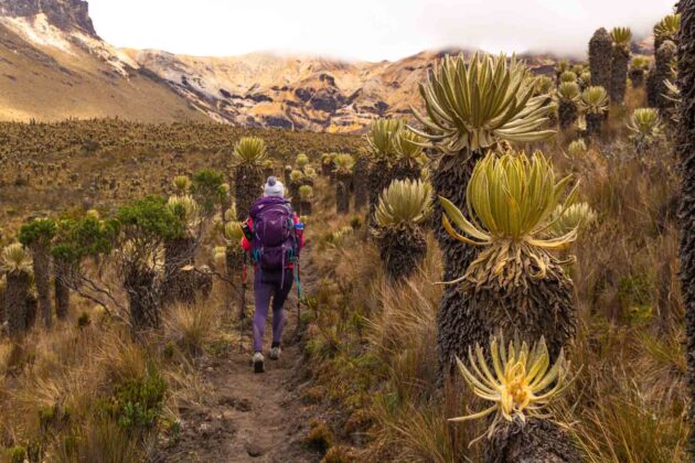 Los Nevados National Park