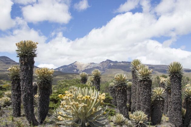 Los Nevados National Park