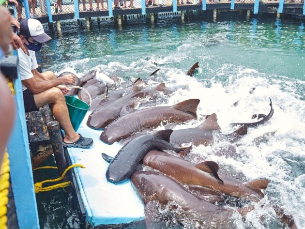 Oceanarium Rosario Islands