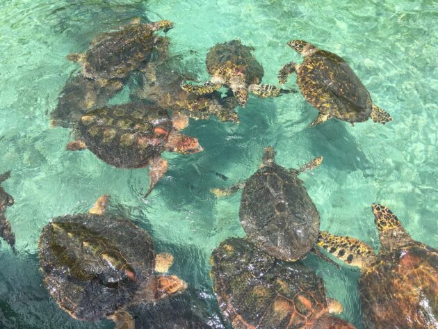Oceanarium Rosario Islands