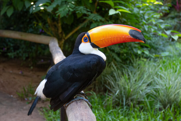 Parque das Aves