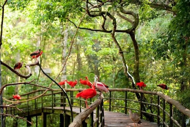 Parque das Aves