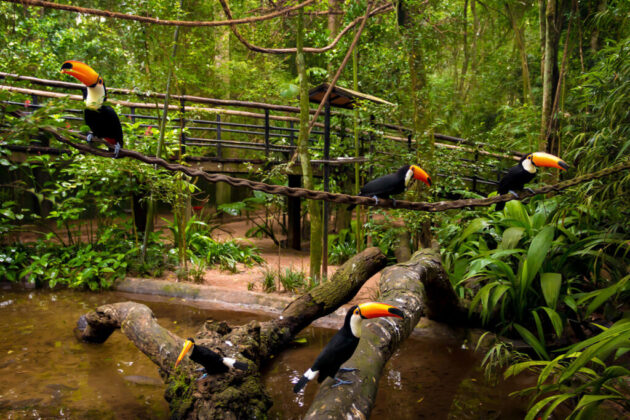 Parque das Aves