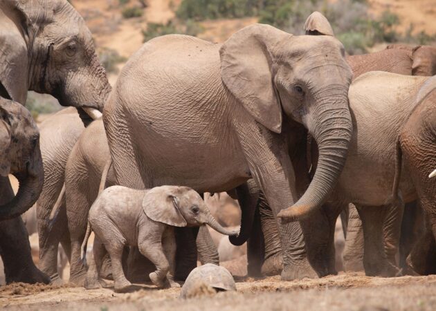 Addo Elephant National Park