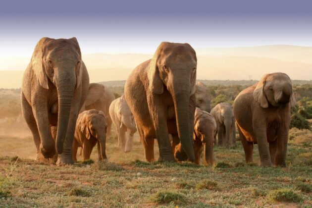 Addo Elephant National Park
