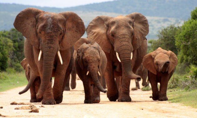 Addo Elephant National Park