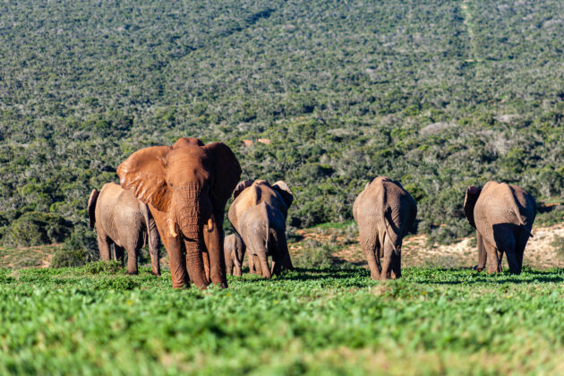 Addo Elephant National Park