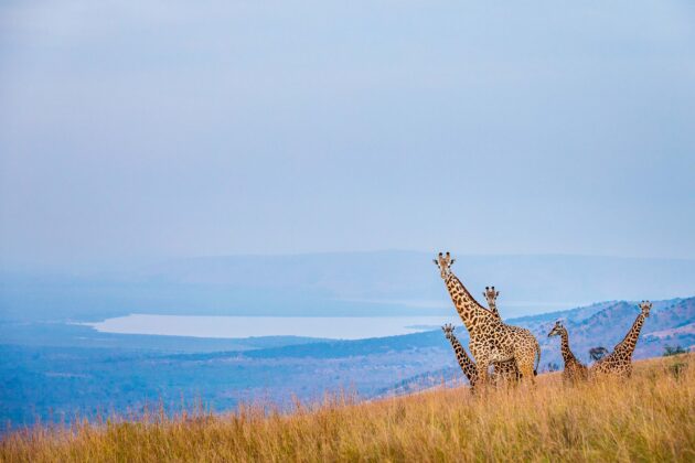 Akagera National Park