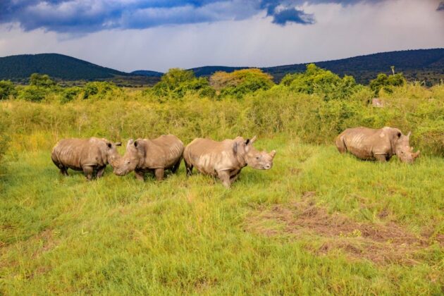 Akagera National Park