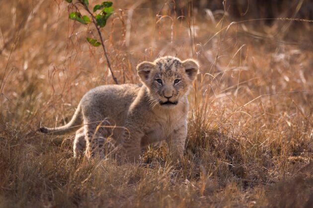 Akagera National Park
