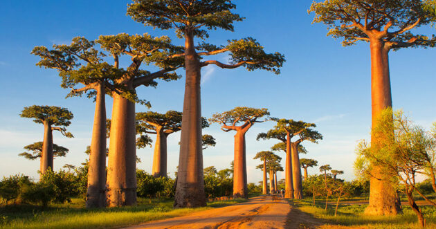 Avenue of the Baobabs