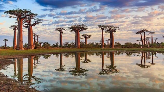 Avenue of the Baobabs