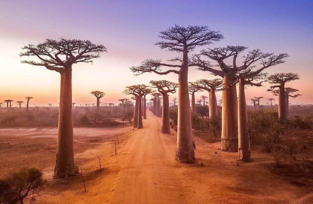 Avenue of the Baobabs