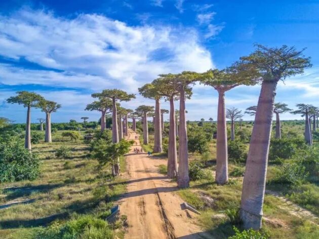 Avenue of the Baobabs