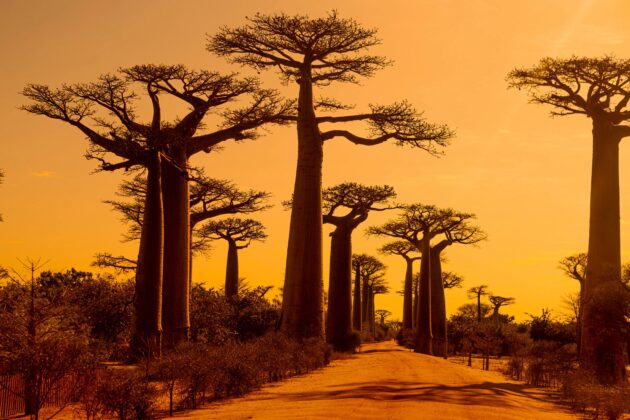 Avenue of the Baobabs