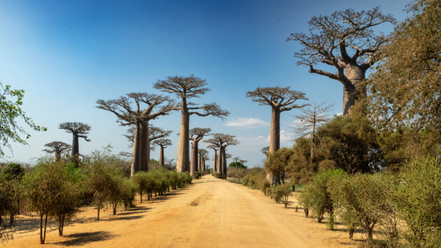 Avenue of the Baobabs