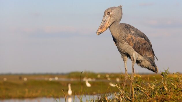 Bangweulu Wetlands