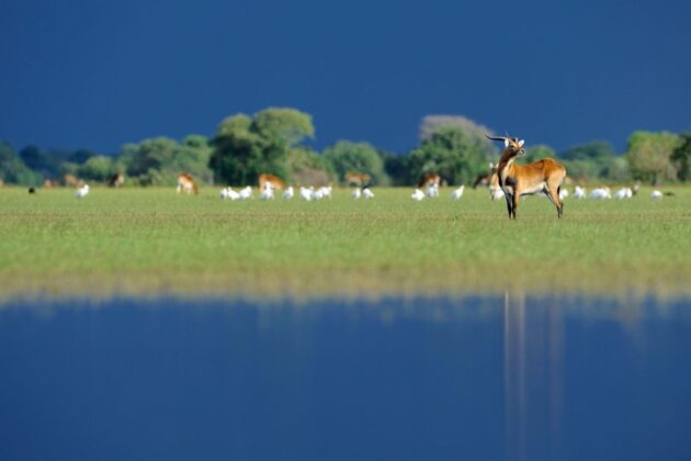 Bangweulu Wetlands