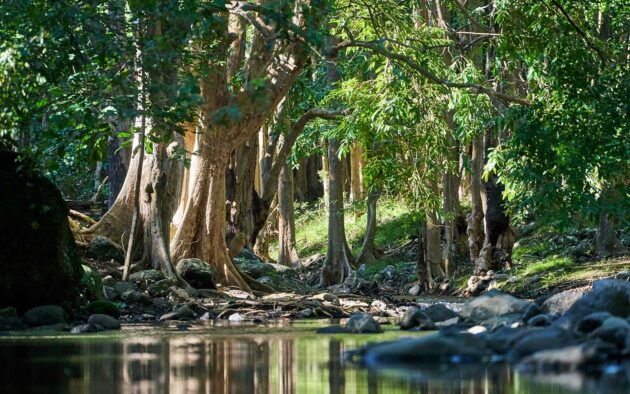 Black River Gorges National Park