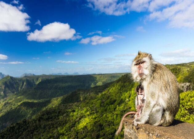 Black River Gorges National Park