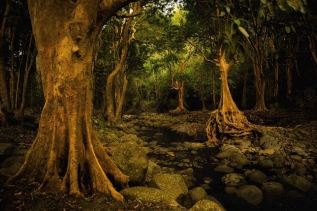 Black River Gorges National Park