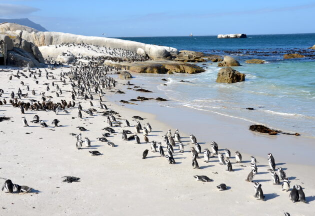 Boulders Beach Penguins