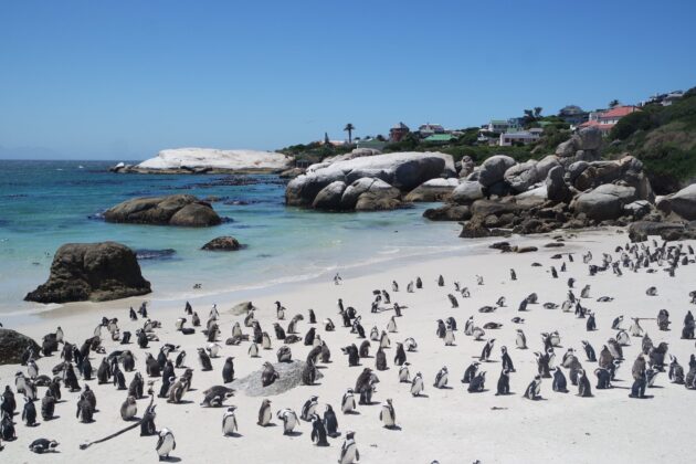 Boulders Beach Penguins