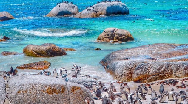 Boulders Beach Penguins