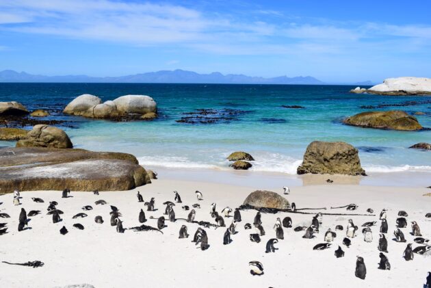 Boulders Beach Penguins