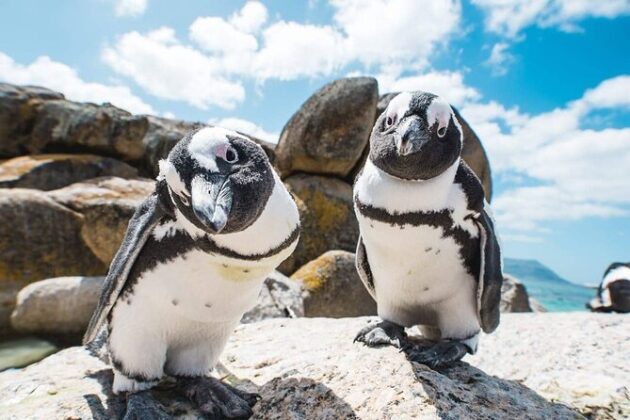 Boulders Beach Penguins