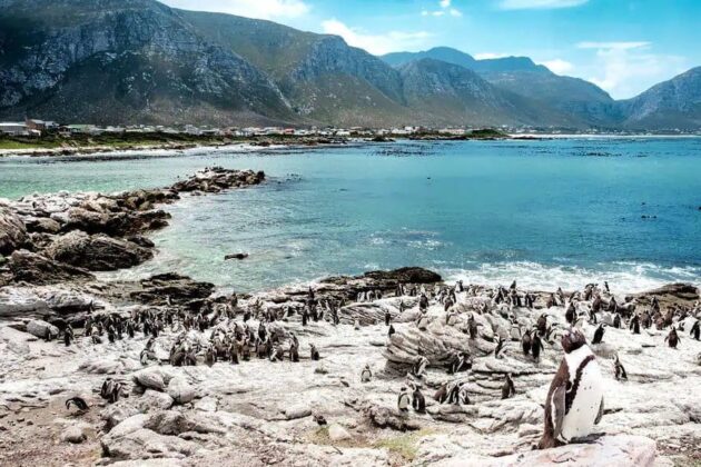 Boulders Beach Penguins